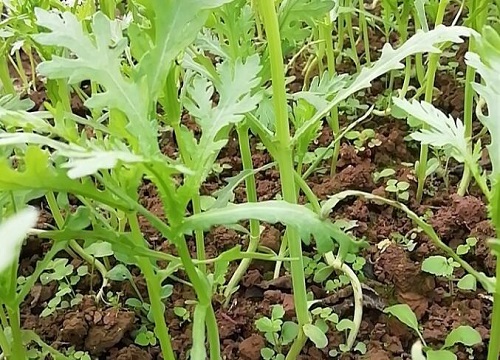 茼蒿菜的种植方法和时间