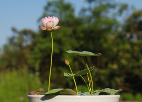 碗莲几月份种植最好 种植季节是什么时候