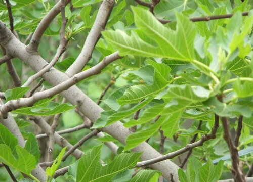 无花果树适合种在什么地方 种在家哪个方位好