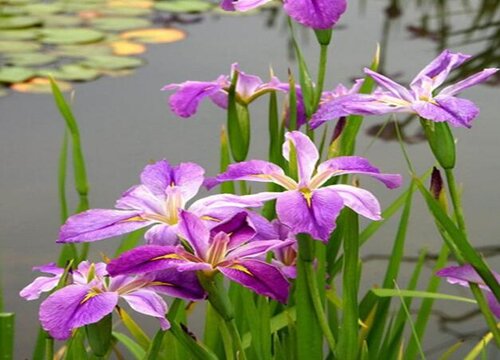 紫色鸢尾花怎么分盆 分盆时间和方法