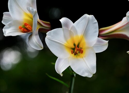 百合怎么栽种和养护 百合种球种植时间和方法