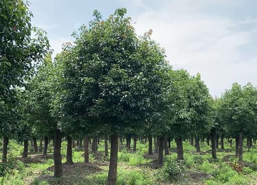 香樟树怎么繁殖 播种与扦插繁殖方法