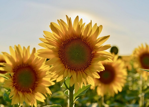 向日葵的种植方法和时间 什么时间种植最佳