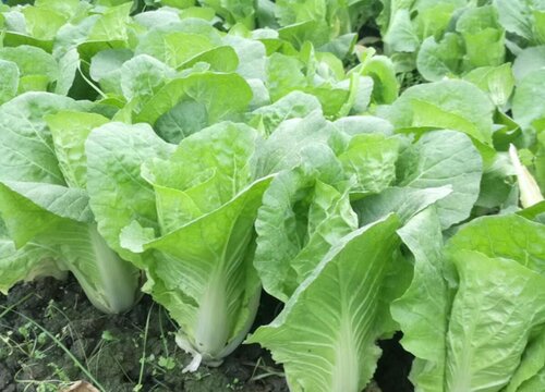 小白菜追肥用什么肥料好（种植小白菜施什么肥料尿素）