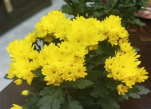 菊花生长在哪里 适合生长在什么地方