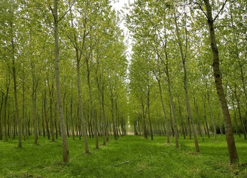 杨树怎么种植 种植方法与管理要点