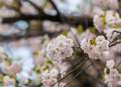 樱花树耐涝吗