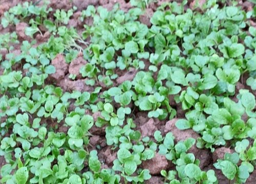 油菜什么季节种植最好 油菜什么时间种植及方法步骤