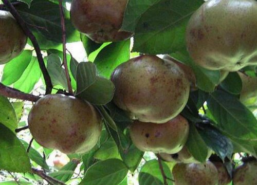 油茶树施什么肥比较好（种植油茶树施什么肥料长得快）