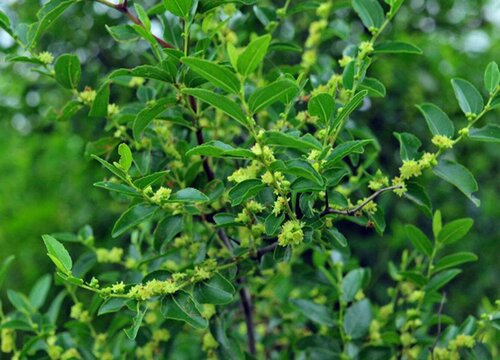 枣树种植时间和方法