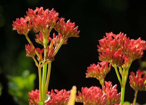 长寿花多久浇一次水比较好 浇水时间与方法