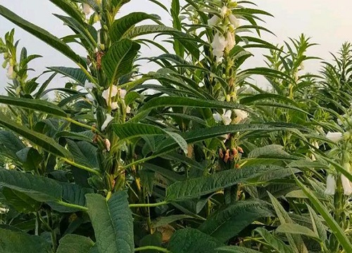 芝麻种植时间和方法