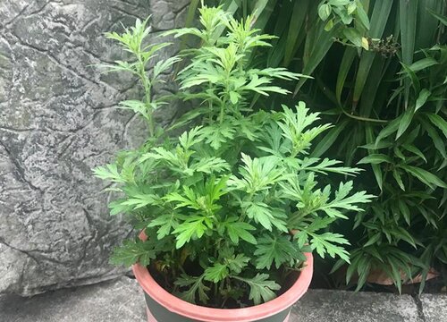 艾草的种植方法和时间 几月份种植最好