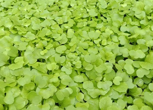 包心白菜的种植方法和时间 什么时候种植好