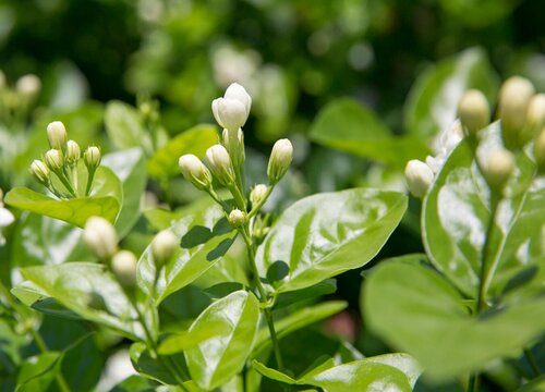 茉莉喜欢太阳吗