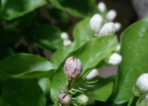 茉莉花喜欢太阳吗