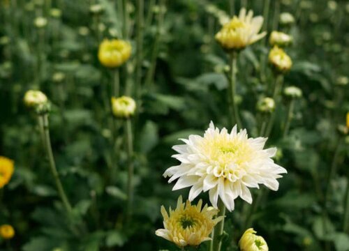 菊花喜欢太阳吗