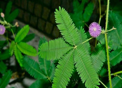 含羞草喜欢太阳吗