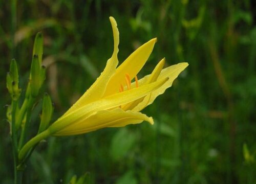 黄花菜种植时间和方法