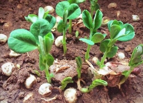 甜豌豆种植时间和方法 甜豌豆的种植与管理