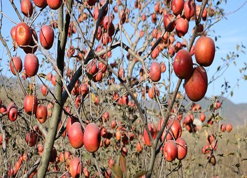 寒富苹果几年结果实