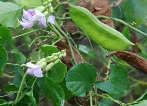 刀豆种植时间和方法