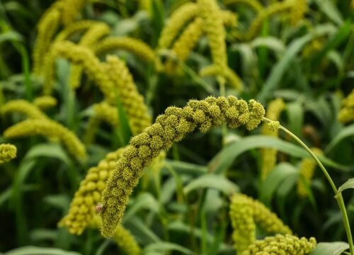 小米适合什么地方种植