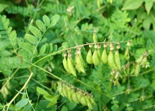 黄芪适合什么地方种植