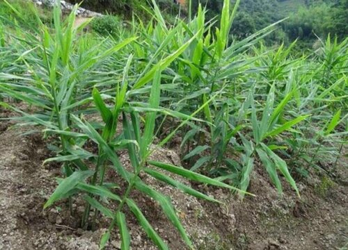 生姜适合什么地方种植