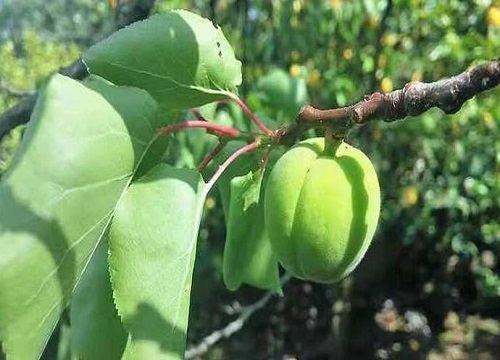 杏子适合什么地方种植