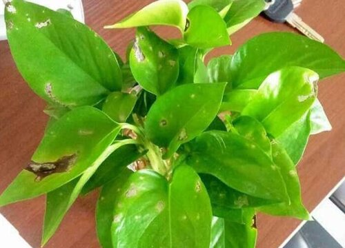 绿萝喜阳还是喜阴植物 适合向阳还是向阴