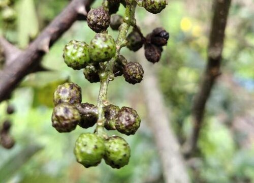 花椒种子催芽方法