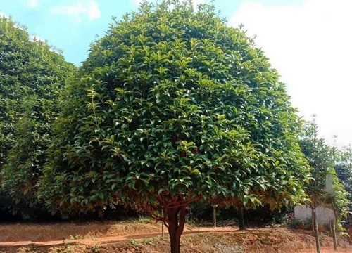 桂花树几月份种植最好 移栽什么季节最好