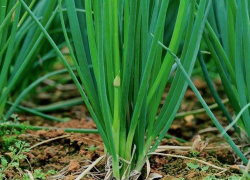 蒜葱的种植方法和时间 什么时候种最合适