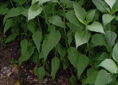 鬼子姜的种植方法和时间