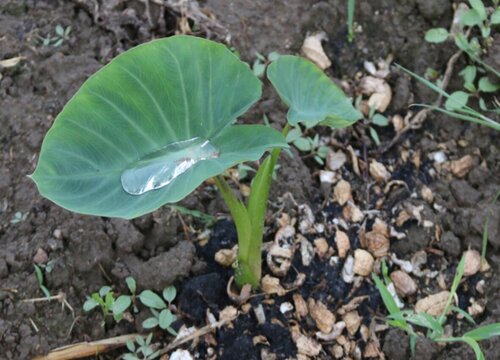 芋头怎么栽种才能高产 芋头的种植方法与管理