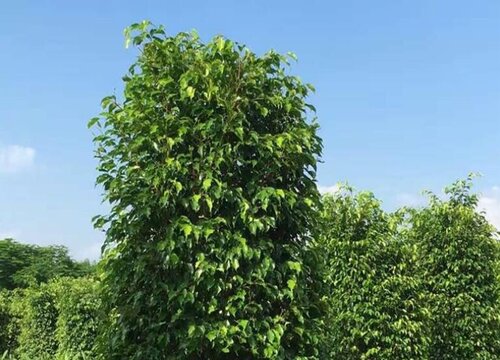 屋顶花园适合种什么树好风水 适合种在楼顶花园的植物