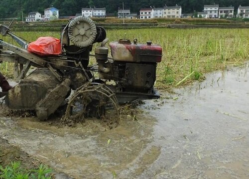 湖北中稻什么时候播种合适