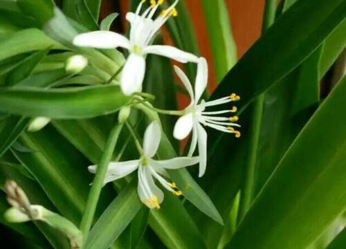 吊兰夏天可以换盆吗 什么季节换盆好