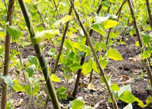 豆角种植时间和方法