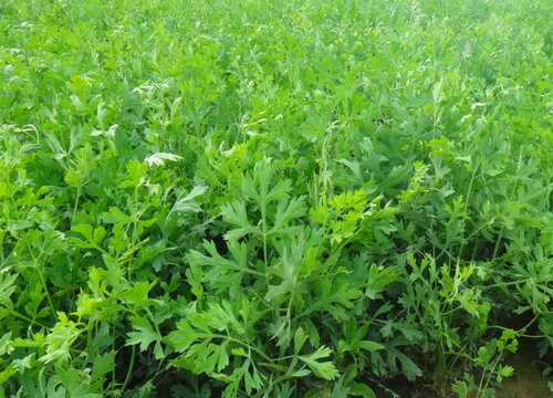 防风种植时间和方法