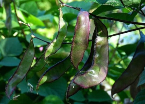 秋季豆角最佳种植时间 什么季节种植最好