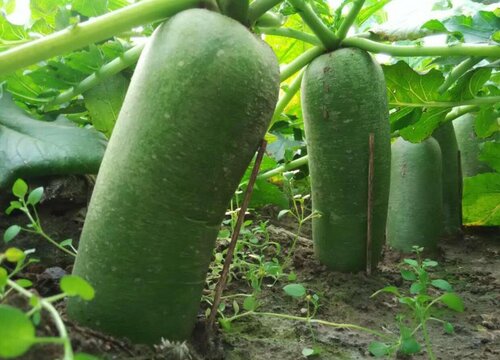 萝卜的种植方法步骤 萝卜的种植时间和栽培技术要点