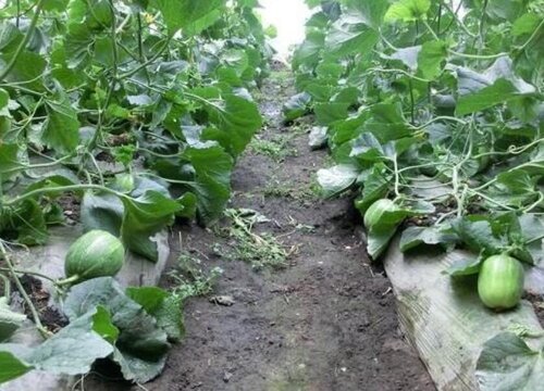 生瓜种植时间和方法