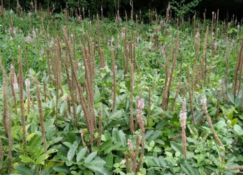 石参种植亩产量多少斤