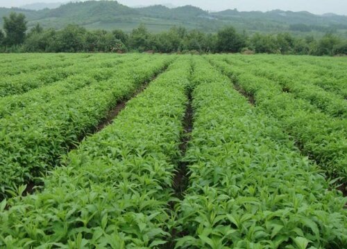 中草药种植条件 适合在什么地方种