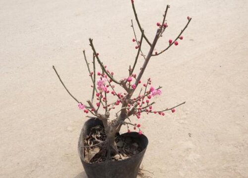 梅花适合在什么地方生长 一般生长在哪里