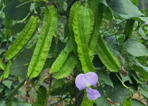 四棱豆种植多久开花结果