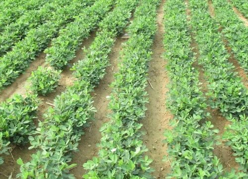 花生种植行距和株距多少合适  每亩种植多少株为宜