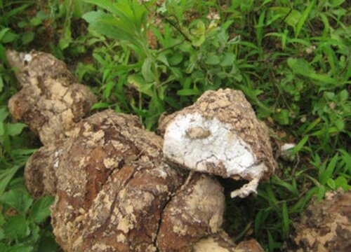 茯苓种植技术与栽培管理方法（最新茯苓高产栽培方法）